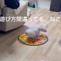 自動猫じゃらしの動きに合わせて回るミヌエット