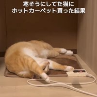 ホットカーペットの上で寝転がる猫（ややアップ）