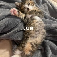 仰向けの猫