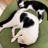 一緒に横になる2匹の猫