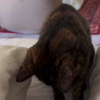 ベッドの上の猫