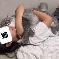 しっぽを振る猫