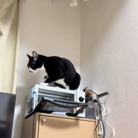 扉の開いたトースターの上にいる猫