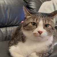 ソファに香箱座りする猫3