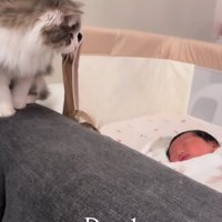 赤ちゃんを見る猫