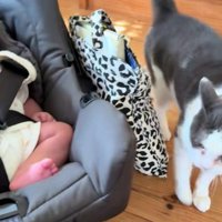泣いている赤ちゃんと猫