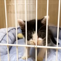 ケージから抜け出そうとする子猫