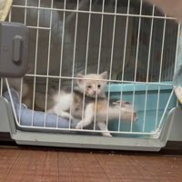 子猫がケージ内にいる