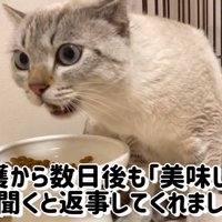 ごはん中の猫