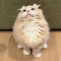 座っている猫