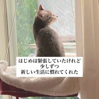 窓の外を見る子猫