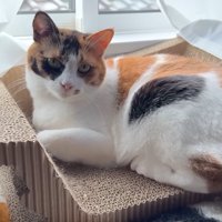 爪とぎベッドの上で