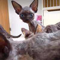 カメラ目線のデボンレックスたち