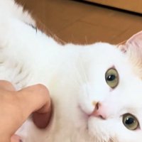 撫でられる猫