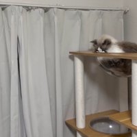 下を見つめる猫