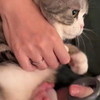 爪を切られる猫