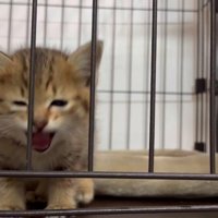 ケージの中の子猫
