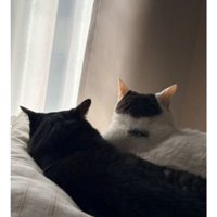 室内にいる猫たち