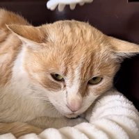 警戒した様子でカメラを見つめる猫