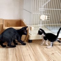尻尾をあげて黒猫に対峙する子猫