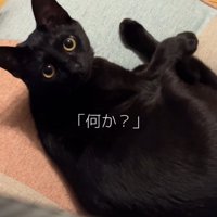 座椅子で丸くなっているカメラ目線の黒猫