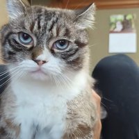 ジト目猫