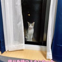 夜外から室内を覗いている猫
