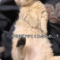 膝の上の猫の写真1