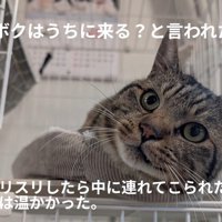 ケージの中にいる猫