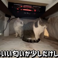 こたつに入っている猫達