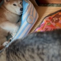 遊ぶ猫を見る柴犬