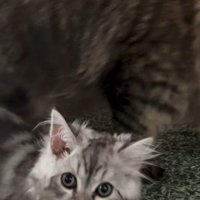 毛がボサボサの子猫