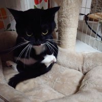 不思議な体勢の母猫