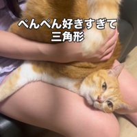お尻を叩いてもらっている猫