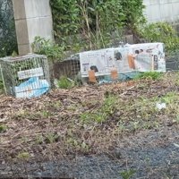 空き家の庭から姿を現すキジ白柄の子猫