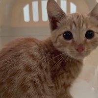キャリーの中にいる子猫