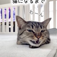 返事をする猫