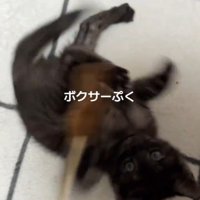 猫じゃらしで遊んでいる子猫