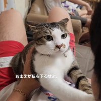人を見つめる猫