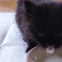 ミルクを口に付けた子猫