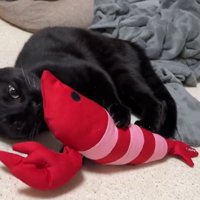海老のぬいぐるみにしがみつく縞模様の黒猫