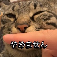 口元に指をあて続けられる猫
