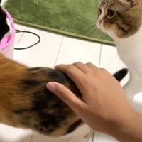 ついてくるぽこ太郎くん