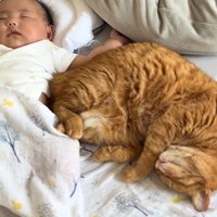 赤ちゃんに添い寝する猫