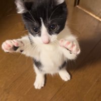 後ろ足で立つ子猫