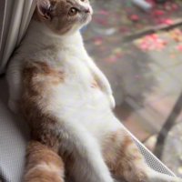 空を見上げる猫