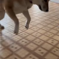 飛び跳ねている柴犬