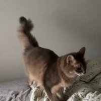 横を向く猫