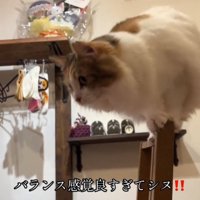 飛ぼうとする猫