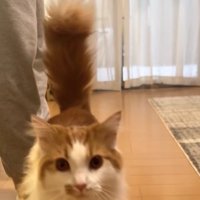 フローリングの上に立っているカメラ目線の猫